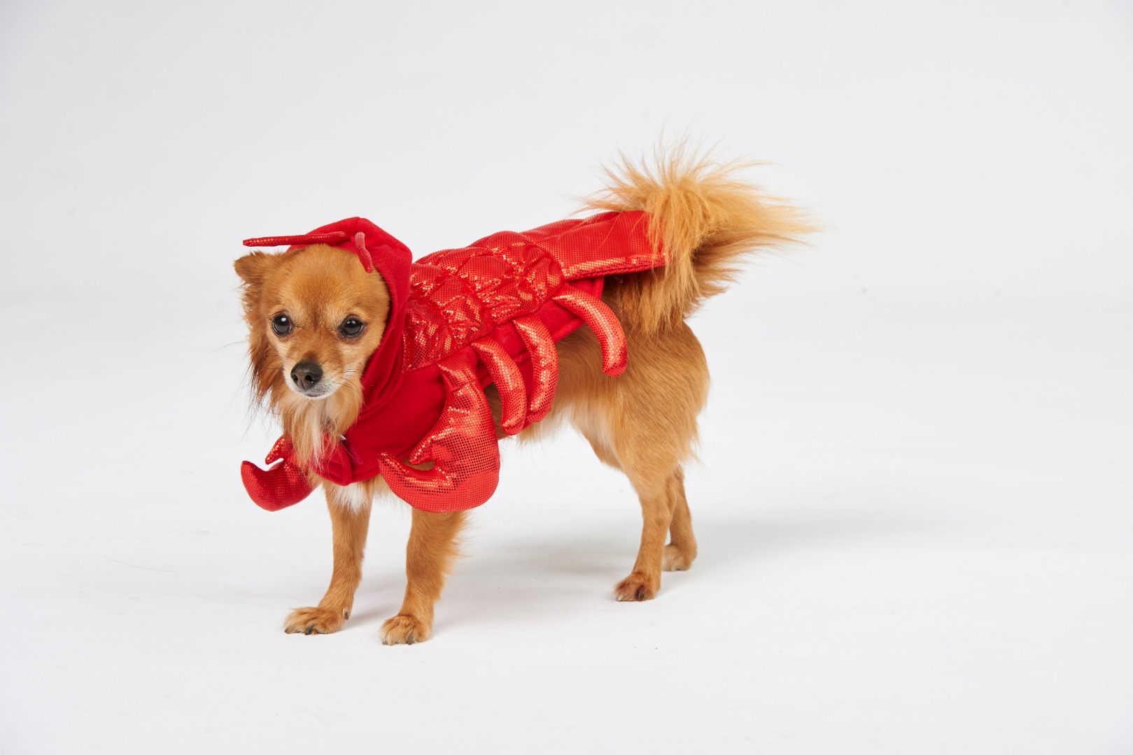 The Costumes Your Pets Need This Halloween